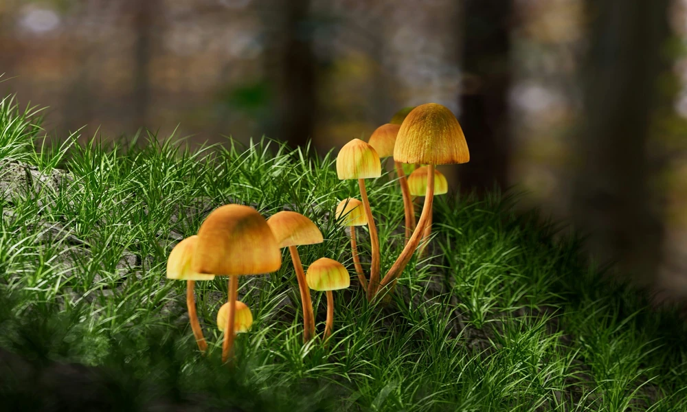 Reliable Cannabis and Magic Mushrooms Encourage Natural Stress Management